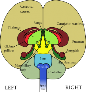 Thalamus im Gehirn.
Hirnabszess