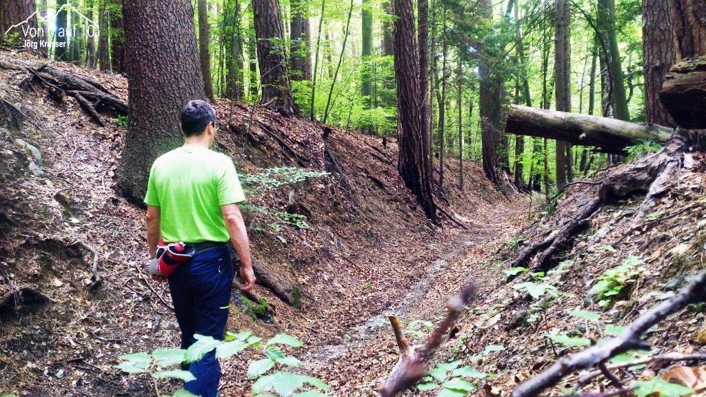 Der Wald um den Schöckl- Heiler und Ruhebringer. 