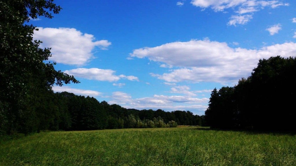 Wald und Wiese