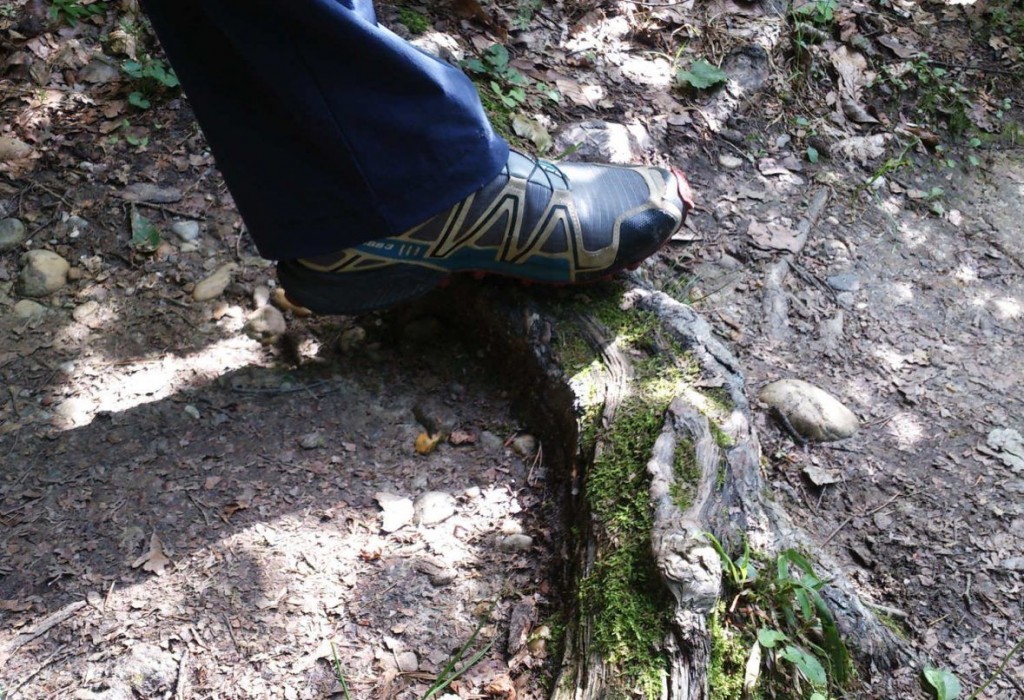 Wurzeln im Leechwald