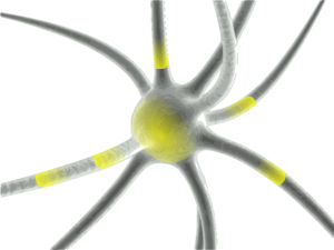 Neue Synapsen fürs Laufen bilden, 