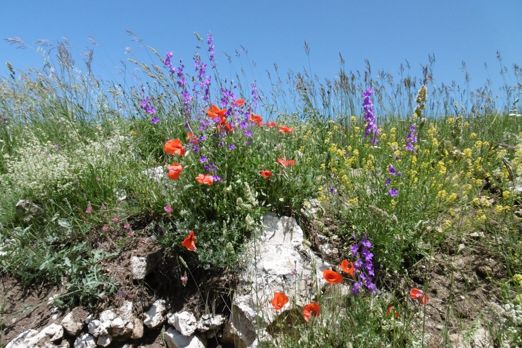 Blumen in allen Farben