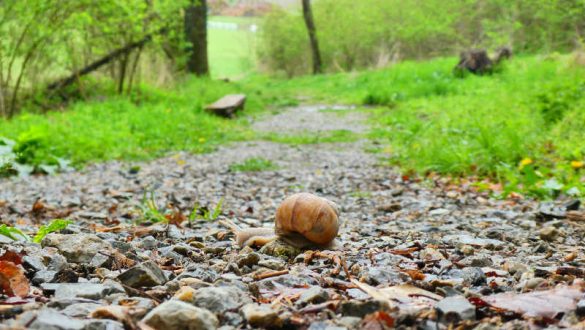 Krafttier Schnecke