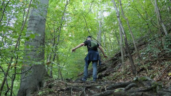 Neuorientierung im Wald