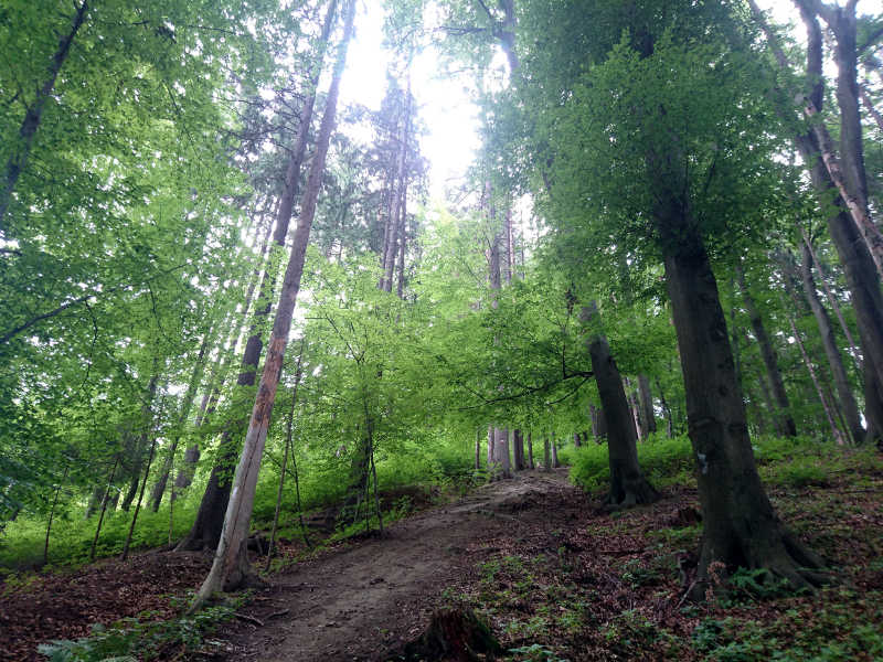 Positive Reize im Wald