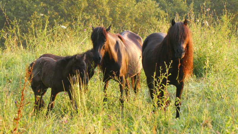 Krafttier Pferd, in der Morgensonne