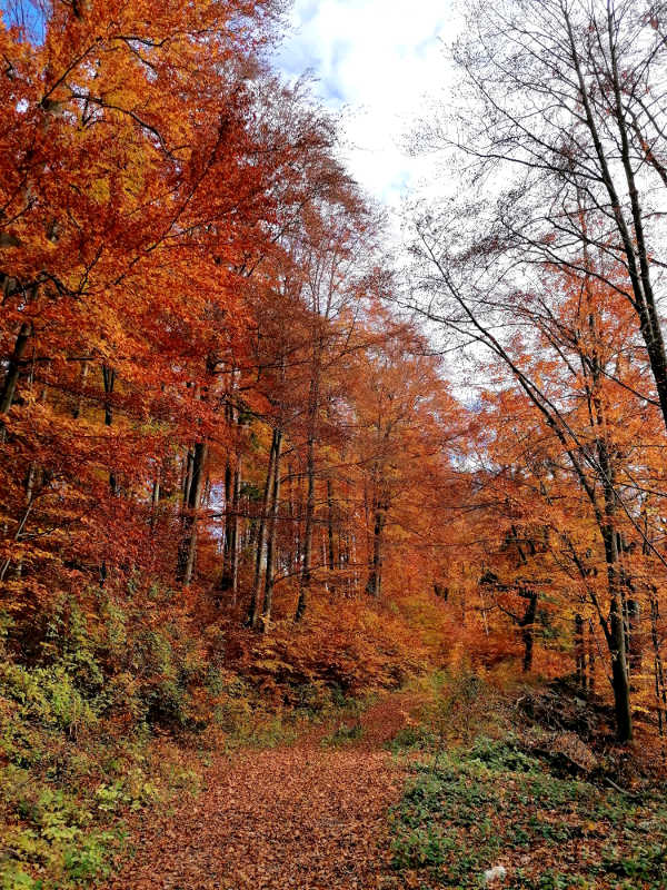 Rund um die Burgruine Peggau