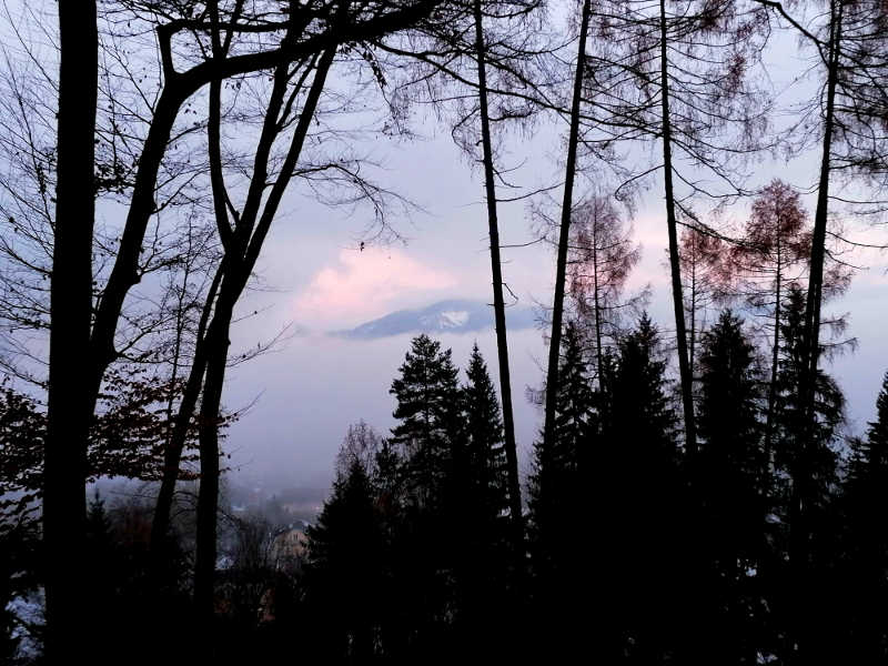 Aussicht beim Training im Wald