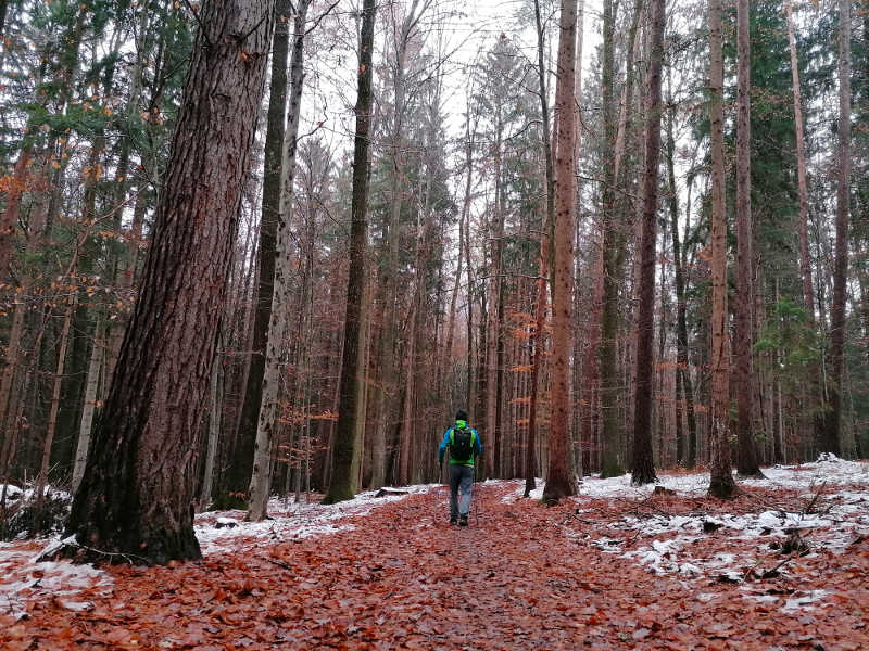 Durch den Wald, am  Papst-Franziskus-Pilgerweg