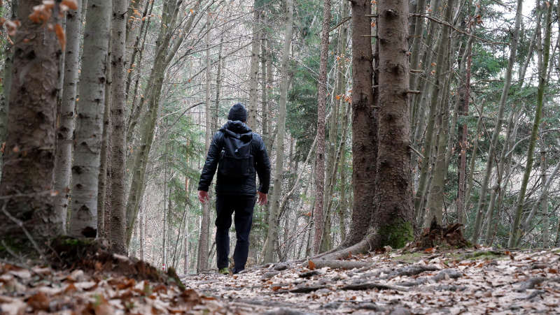 Traumaverarbeitung im Wald