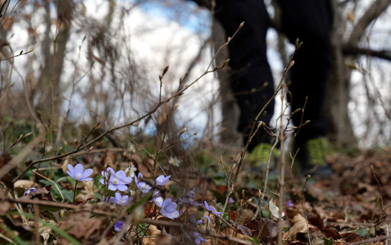 Traumaverarbeitung in der Natur