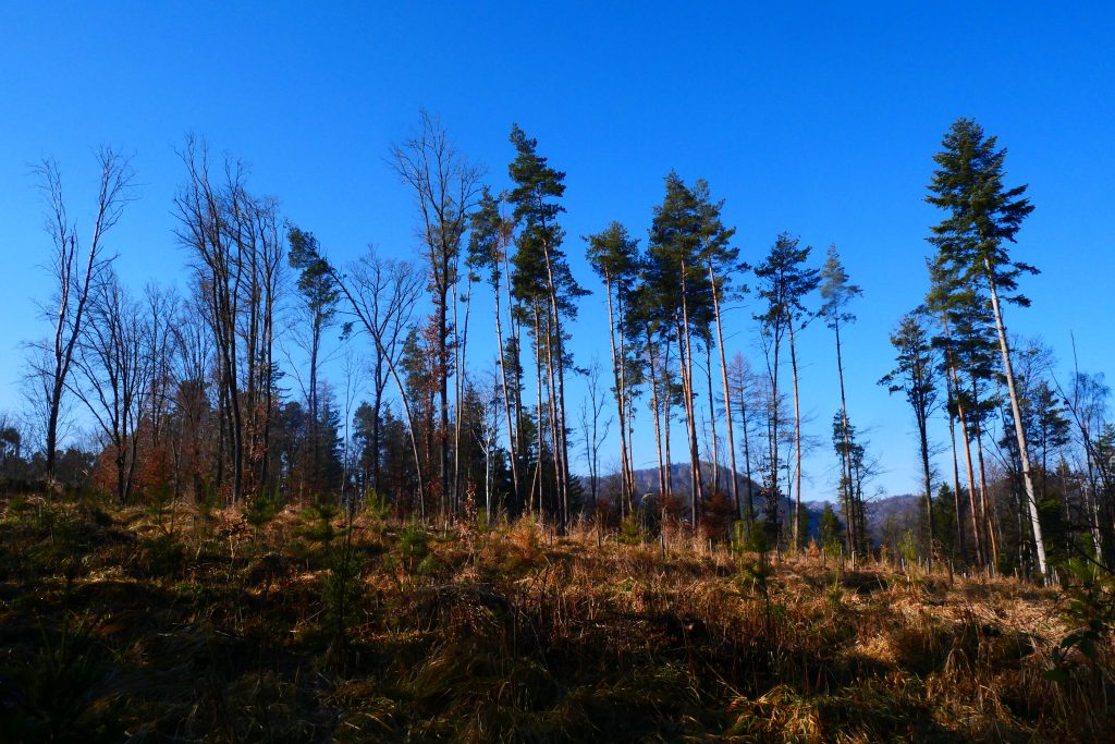 Waldbaden fürs Gehirn