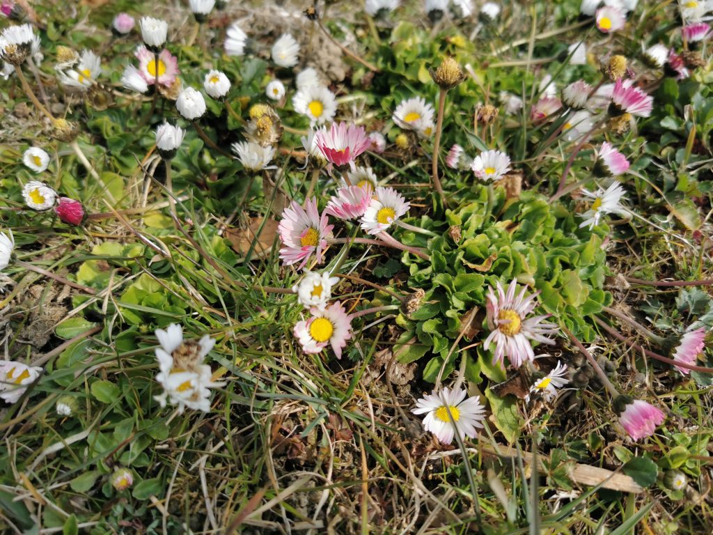 Die ersten Frühlingsblumen