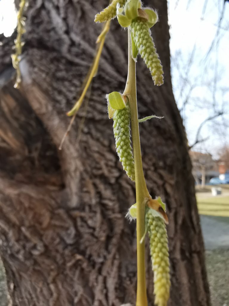 Frühling kommt