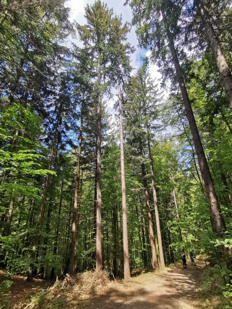 Wald, gut für Hochsensibilität, im Kesselfall