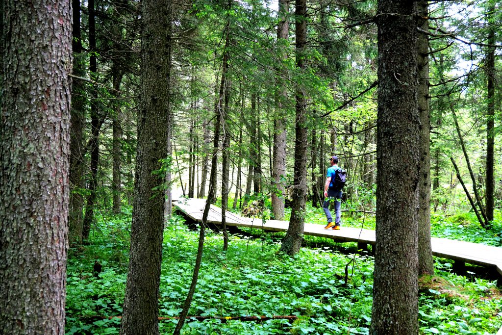 Lebensenergie in der Natur