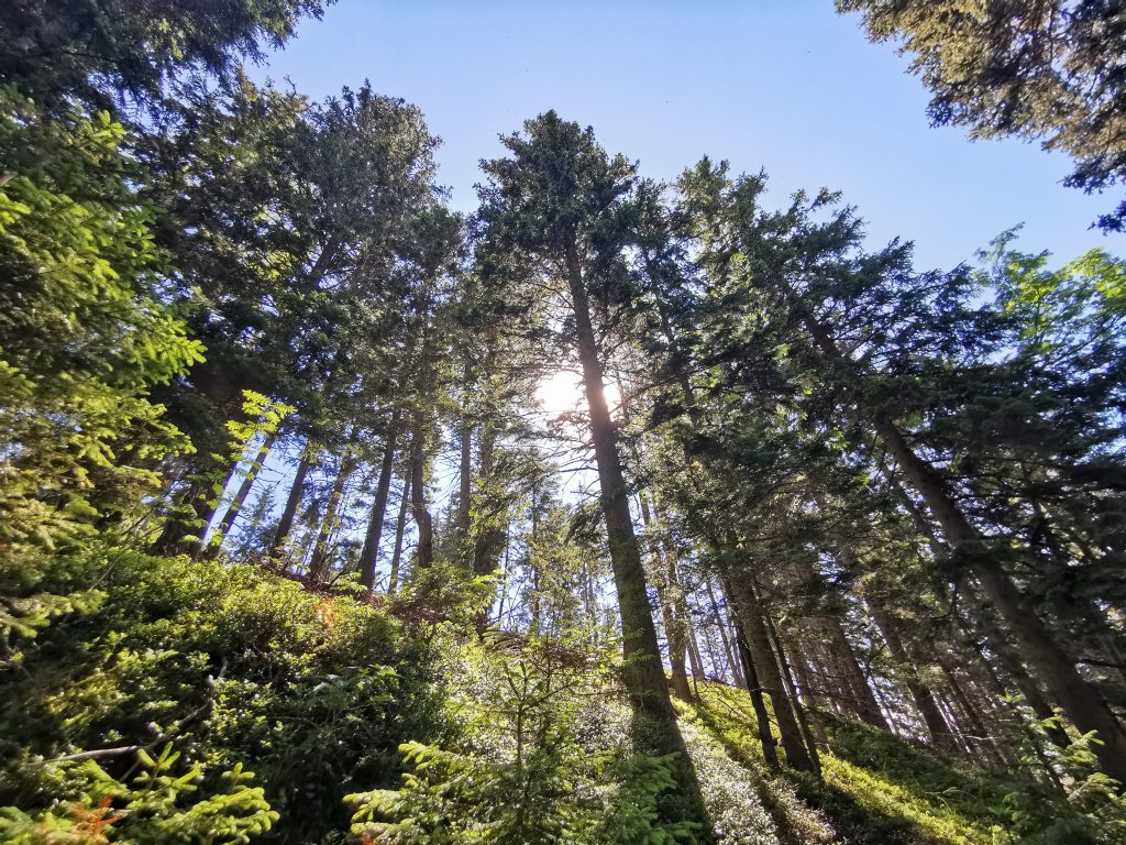 Gehen in der Natur