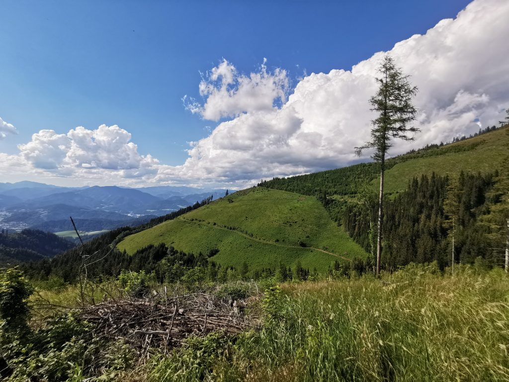 Gehen in der Natur