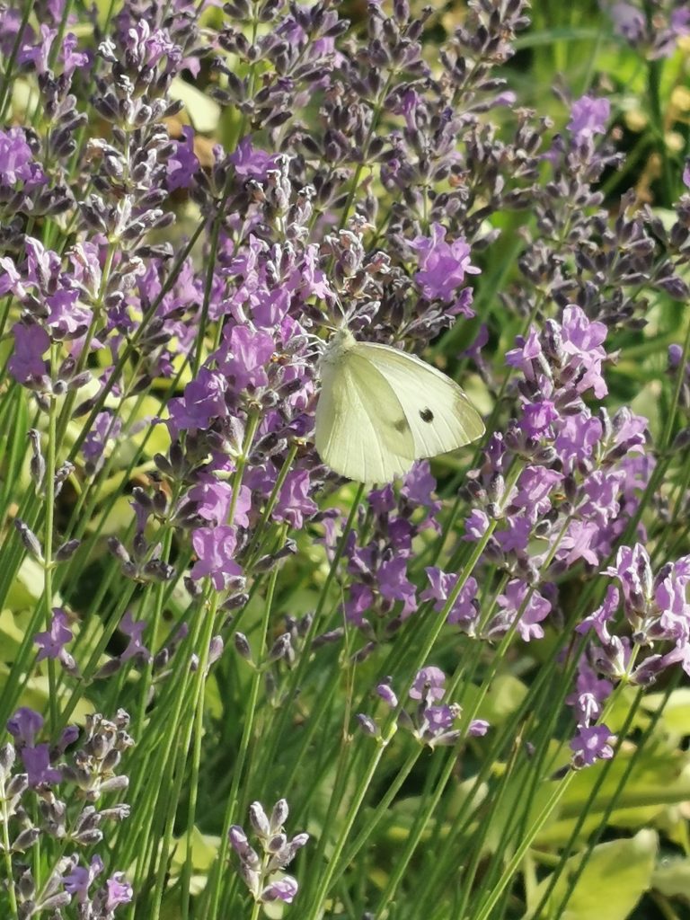 Gehen in der Natur