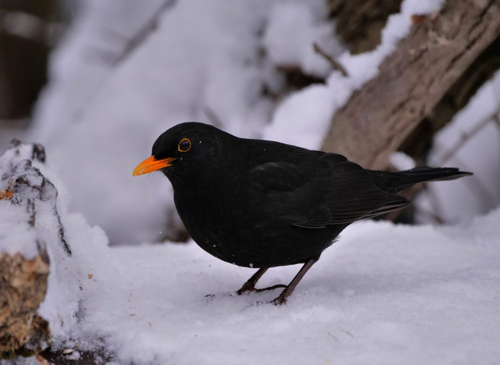 Mein Krafttier, die Amsel