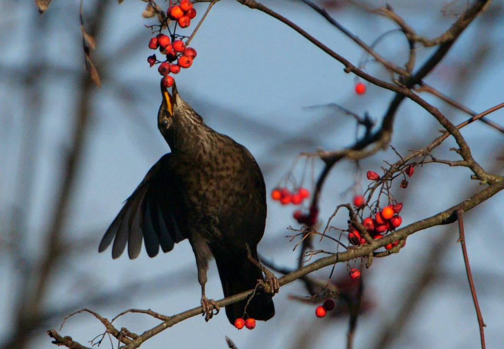 Krafttier Amsel