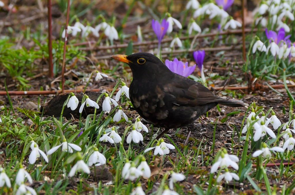 Mein Krafttier Amsel