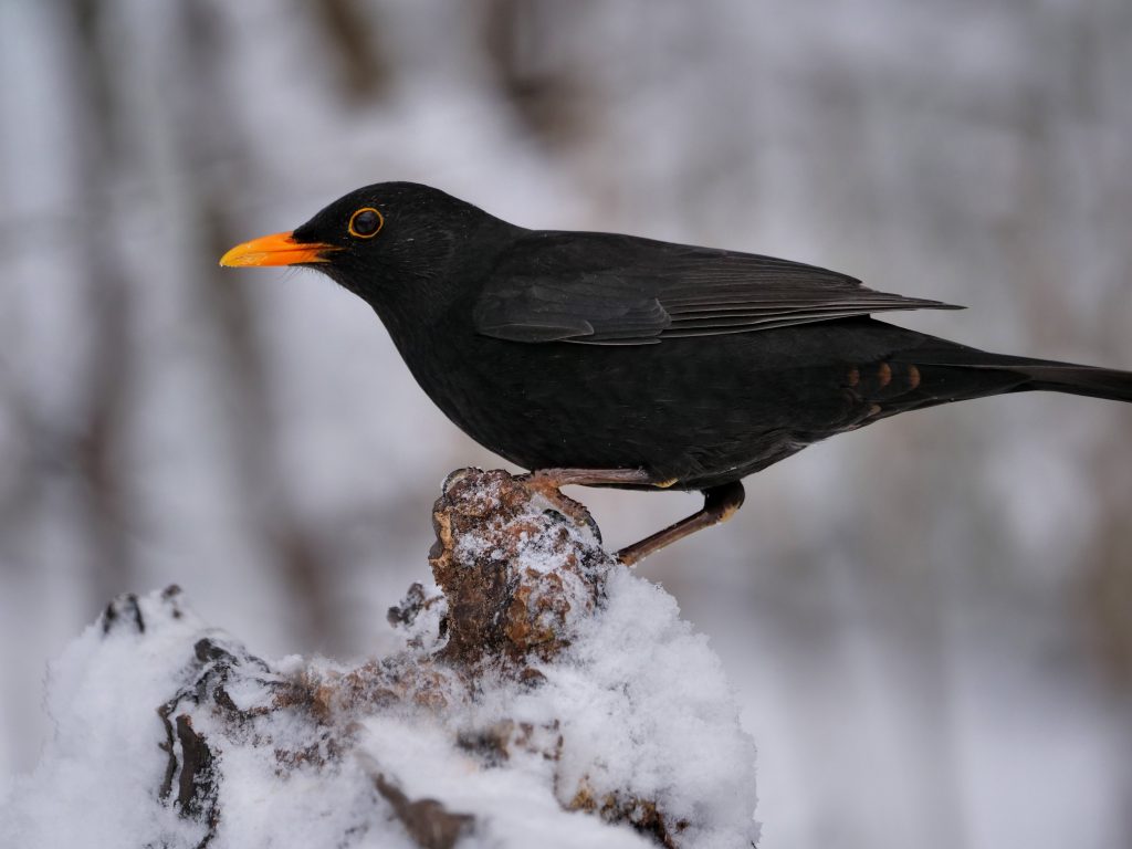 Krafttier Amsel