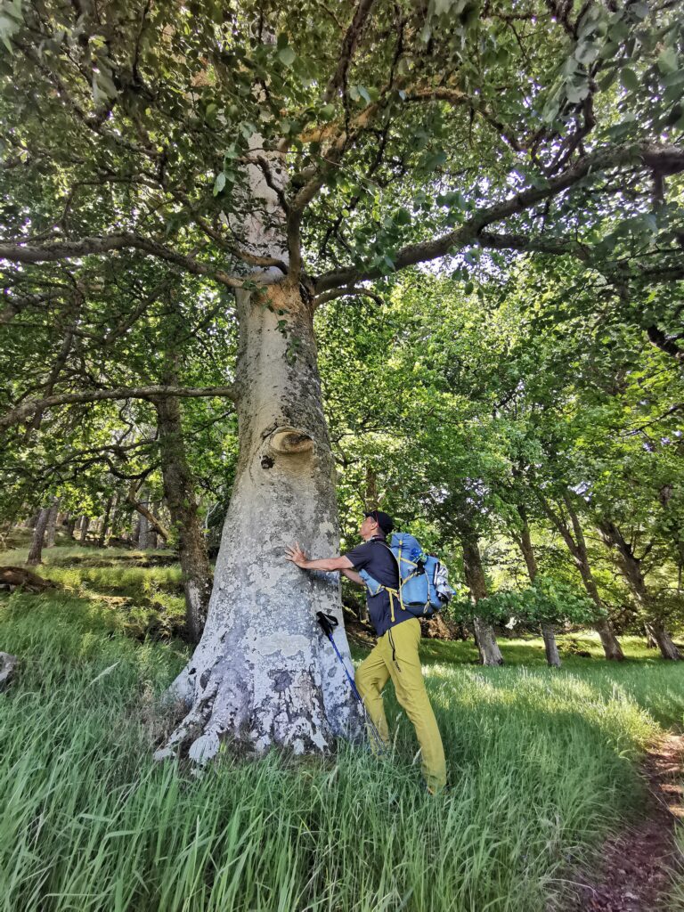 Baum und Wald Aden in Schottland, Across Britain