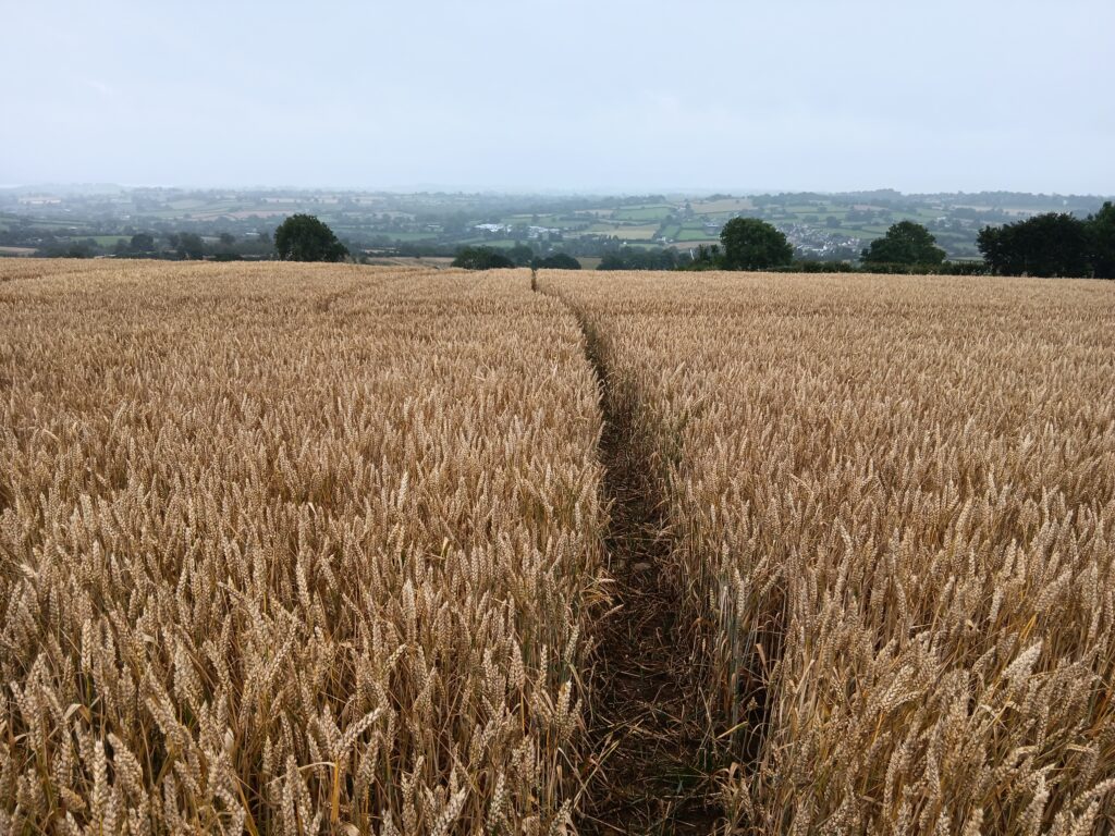 Weg durchs Feld