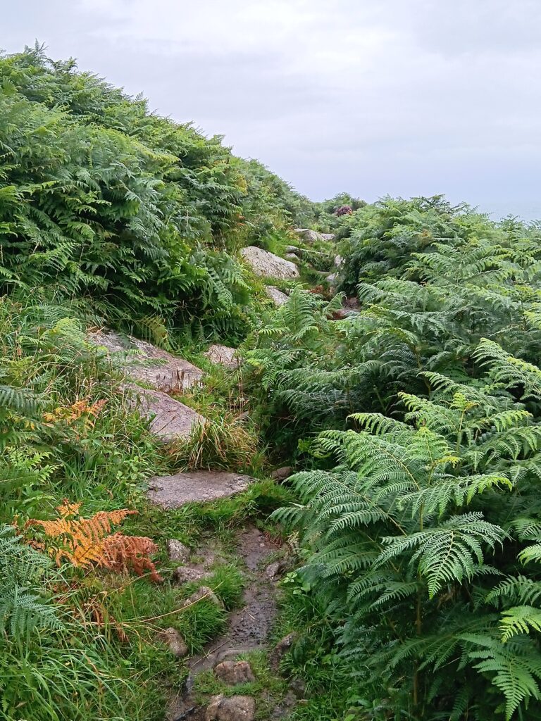 Wllde Trails auf dem Weg nach Lands End 