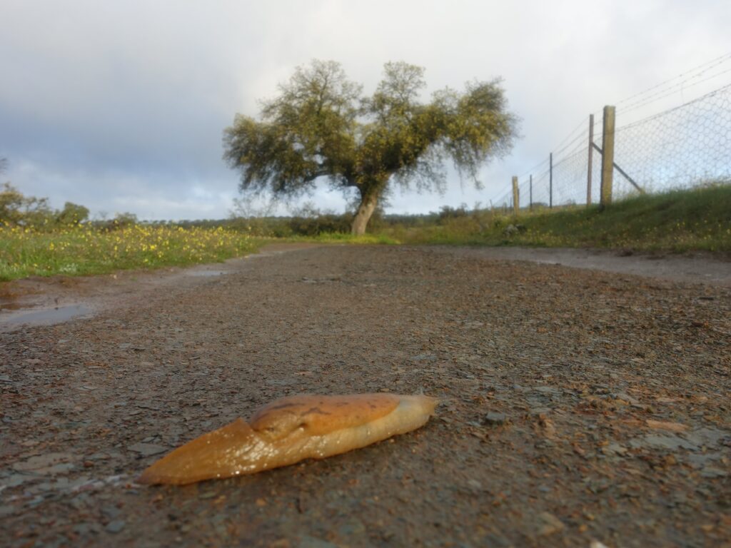 Schnecke auf der Via de la Plata