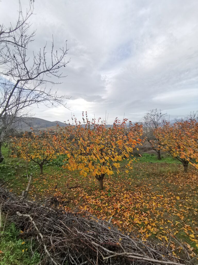 Camino Infernio