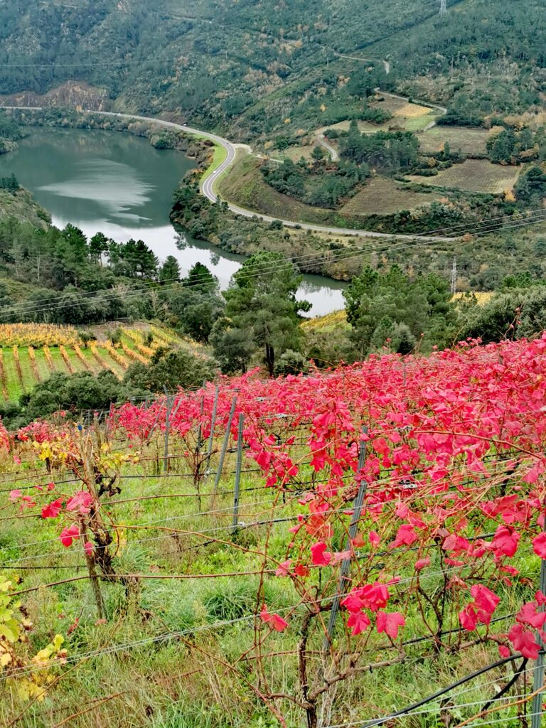 Weinberge, Camino Invernio