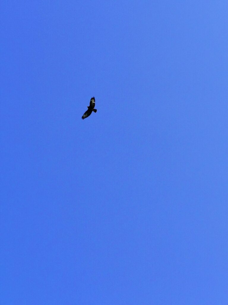 10 Jahre nach dem Hirnabszess möchte ich frei sein wie ein Vogel