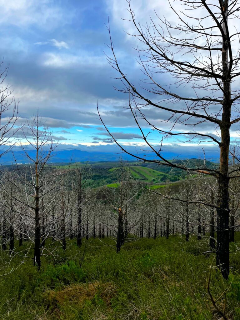 Routa de Hospitales, Camino Primitivo