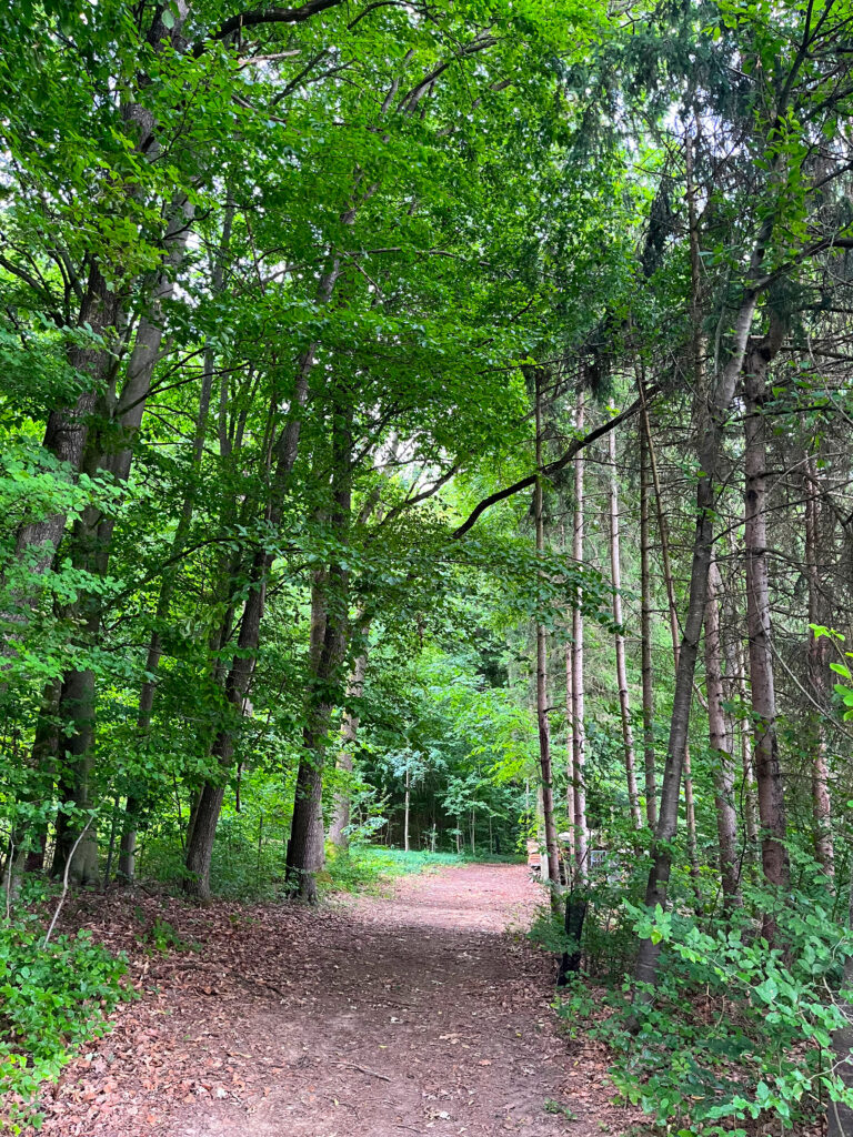 Dem Nervensystem tut der Wald gut.